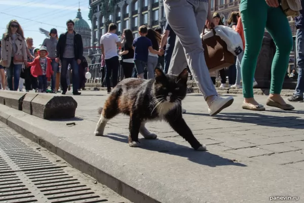 St. Petersburg cat photo - Animals