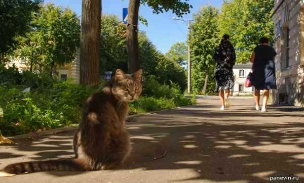 Novgorod`s cat