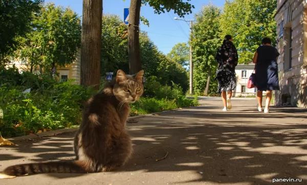 Новгородский котэ