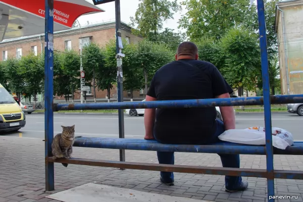 Рязанский котик фото - Рязань