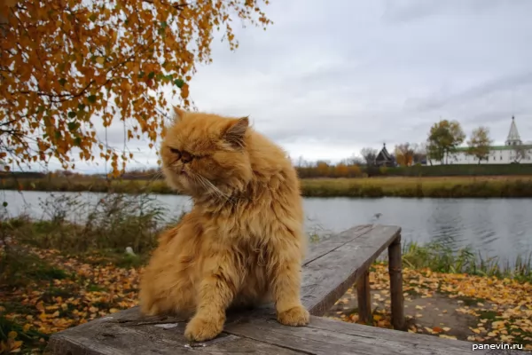 Suzdal`s cat photo - Animals