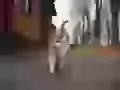 Suzdal`s cat