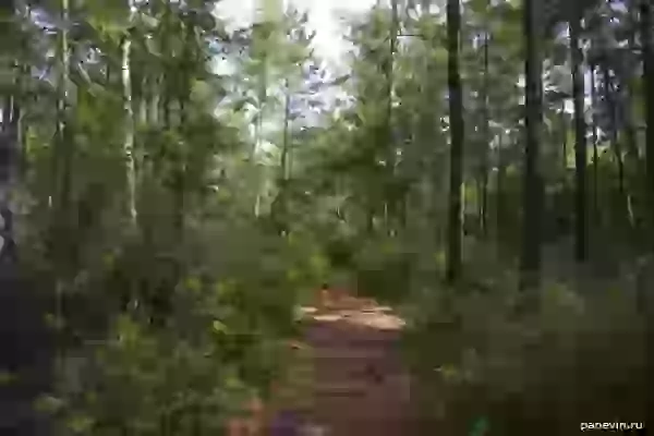 Тропинка через лес фото - Северобайкальск