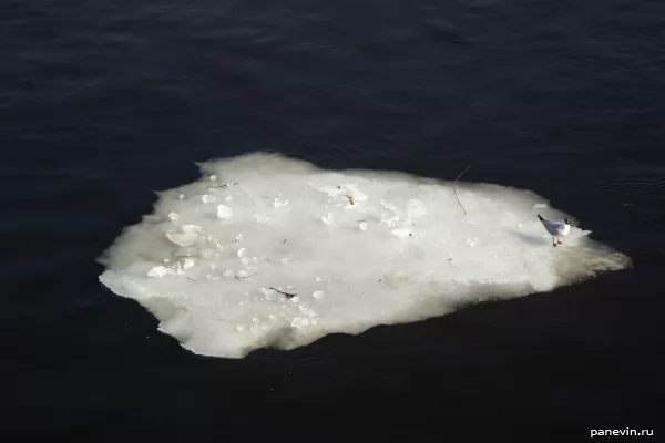 Gull on the ice floe