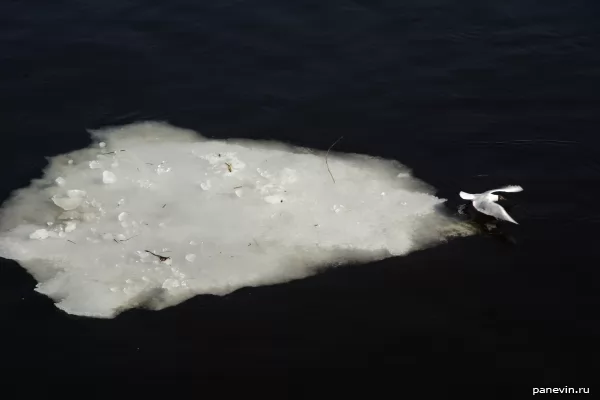 Seagull on the ice floe
