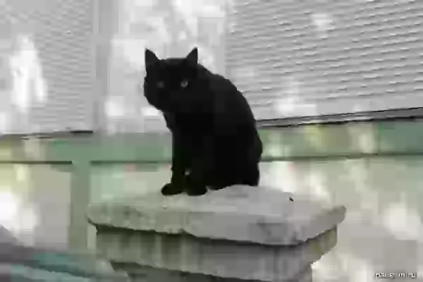 Vladivostok black kitty